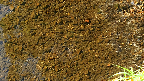 境川の小魚