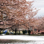 雪の桜と校庭グラウンド