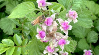 ナワシロイチゴ