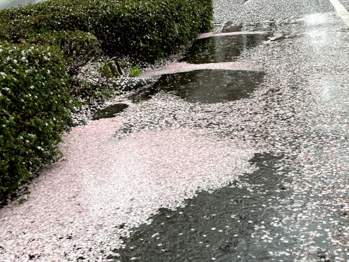 ソメイヨシノの花吹雪