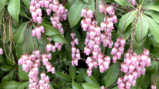 ベニバナアセビ