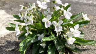 アリアケスミレ