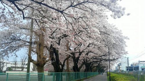 ソメイヨシノ