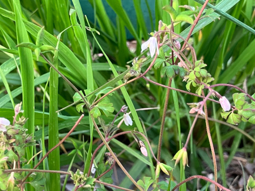 ヒメウズ