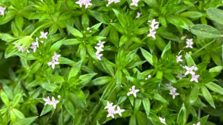 ハナヤエムグラ