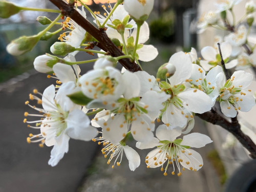 スモモ