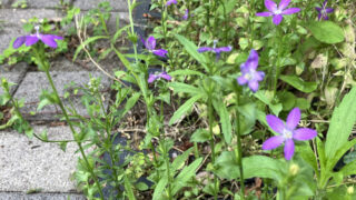 ヒナキキョウソウ