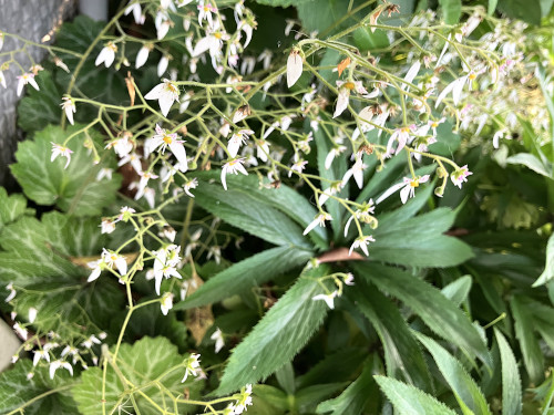 ユキノシタ