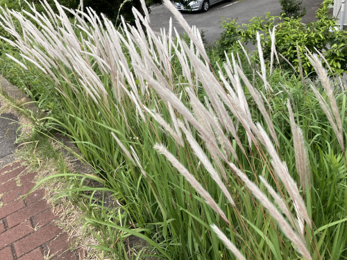 チガヤ