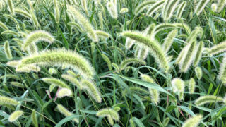 オオエノコログサ