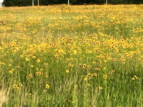 ハルシャギク