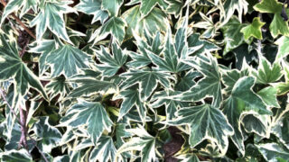 セイヨウキヅタ