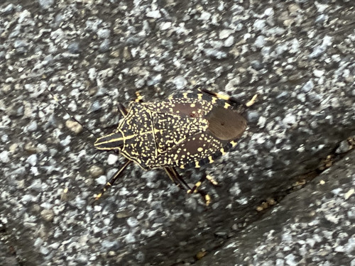 キマダラカメムシ