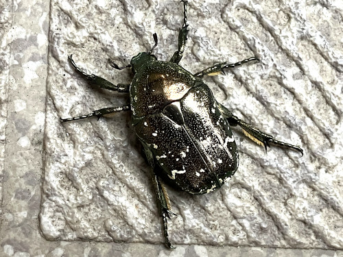 シロテンハナムグリ