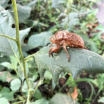 セミの抜け殻