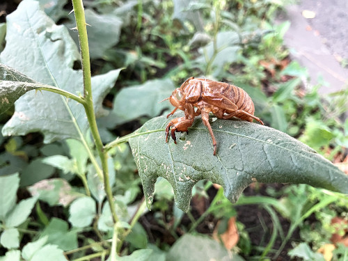 セミの抜け殻