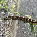 セスジスズメ