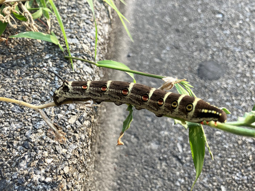 セスジスズメ