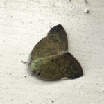 チュウゴクアミガサハゴロモ