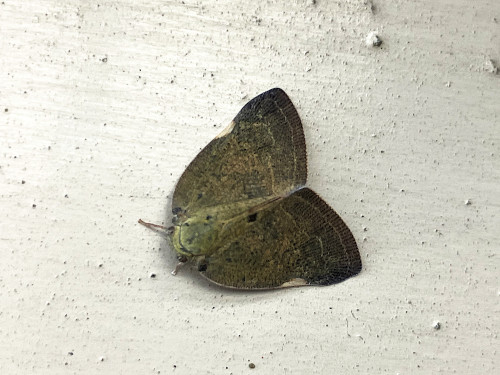 チュウゴクアミガサハゴロモ