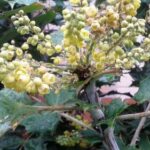 ヒイラギナンテン