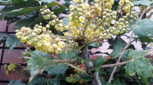 ヒイラギナンテン