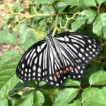 アカボシゴマダラ