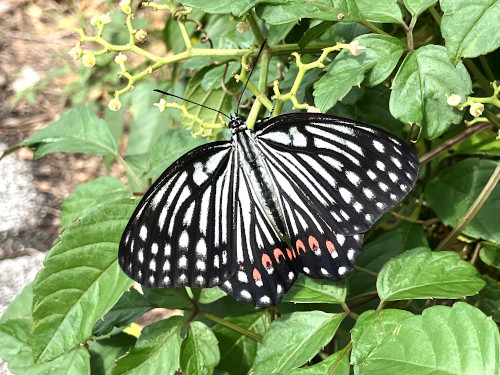 アカボシゴマダラ