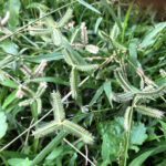 タツノツメガヤ