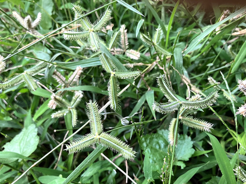 タツノツメガヤ