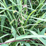 アレチヌスビトハギ