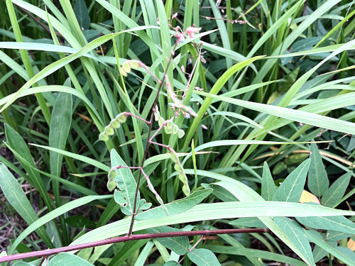 アレチヌスビトハギ