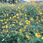 キバナコスモス