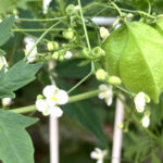 フウセンカズラ