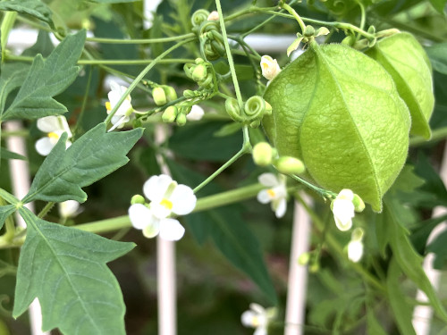 フウセンカズラ