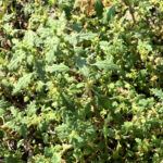 ゴウシュウアリタソウ