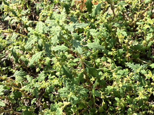 ゴウシュウアリタソウ