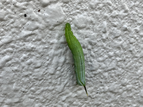 ホシホウジャク