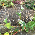 シャクチリソバ