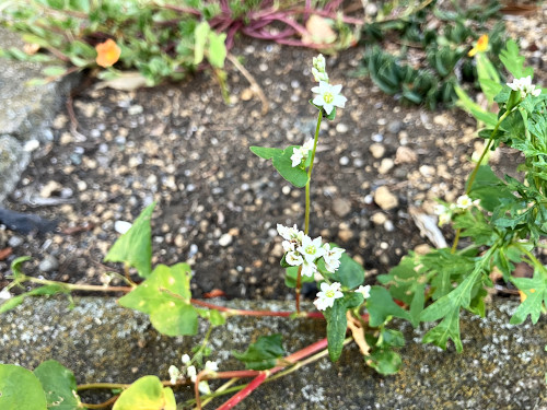 シャクチリソバ