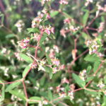 オオニシキソウ