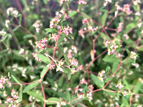 オオニシキソウ