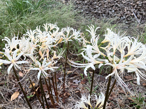 シロバナマンジュシャゲ