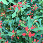 ジョウジョウソウ