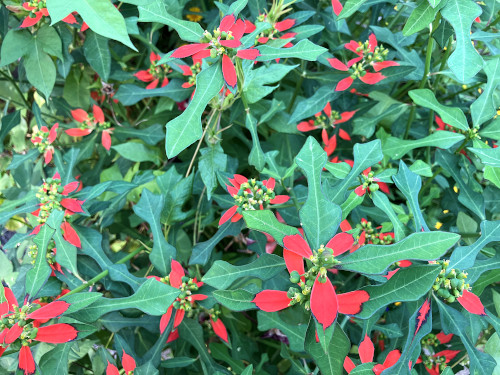 ジョウジョウソウ