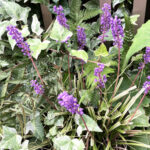 フイリヤブラン