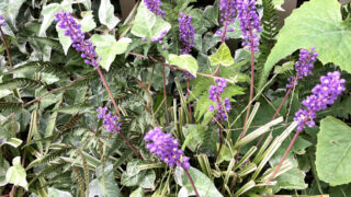 フイリヤブラン