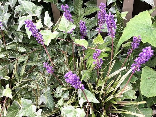 フイリヤブラン