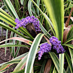 フイリヤブラン