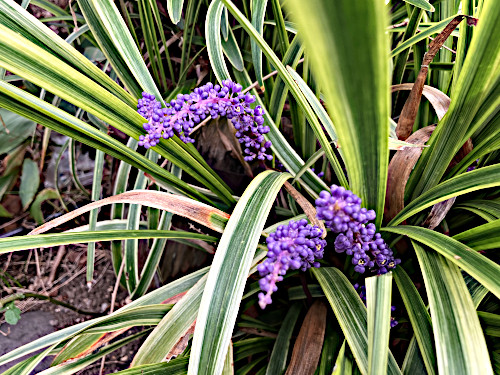 フイリヤブラン